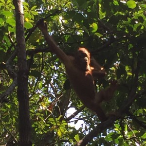 Borneo ape