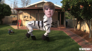Justin Bieber zebra