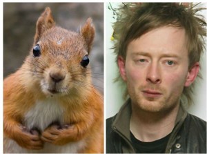 Thom York (Squirrel 1)